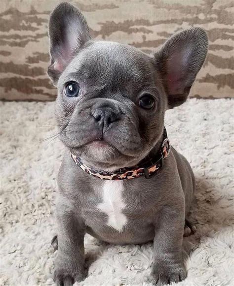 top countries for french bulldogs.